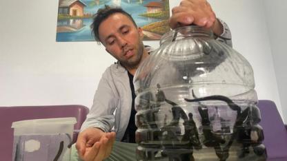 Mezbaha kanıyla besleniyor, birçok hastalığa şifa oluyorlar