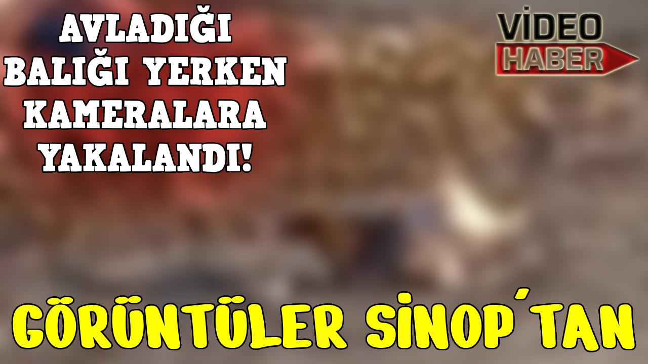Nesli tükenme tehlikesi altında! Sinop'ta çay kenarında balık yerken görüldü