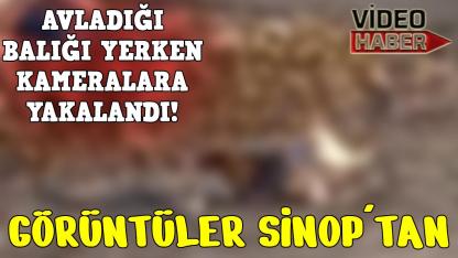 Nesli tükenme tehlikesi altında! Sinop'ta çay kenarında balık yerken görüldü