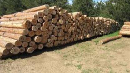 ORMAN EMVALİ İSTİF İŞİ