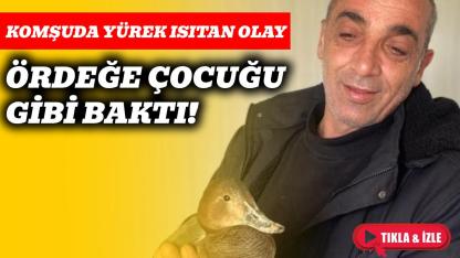 Yaralı halde bulduğu ördeğe çocuğu gibi baktı
