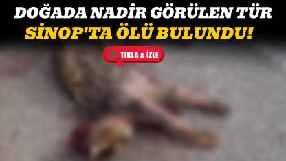 Sinop'ta otomobilin çarptığı vaşak yol kenarında telef oldu