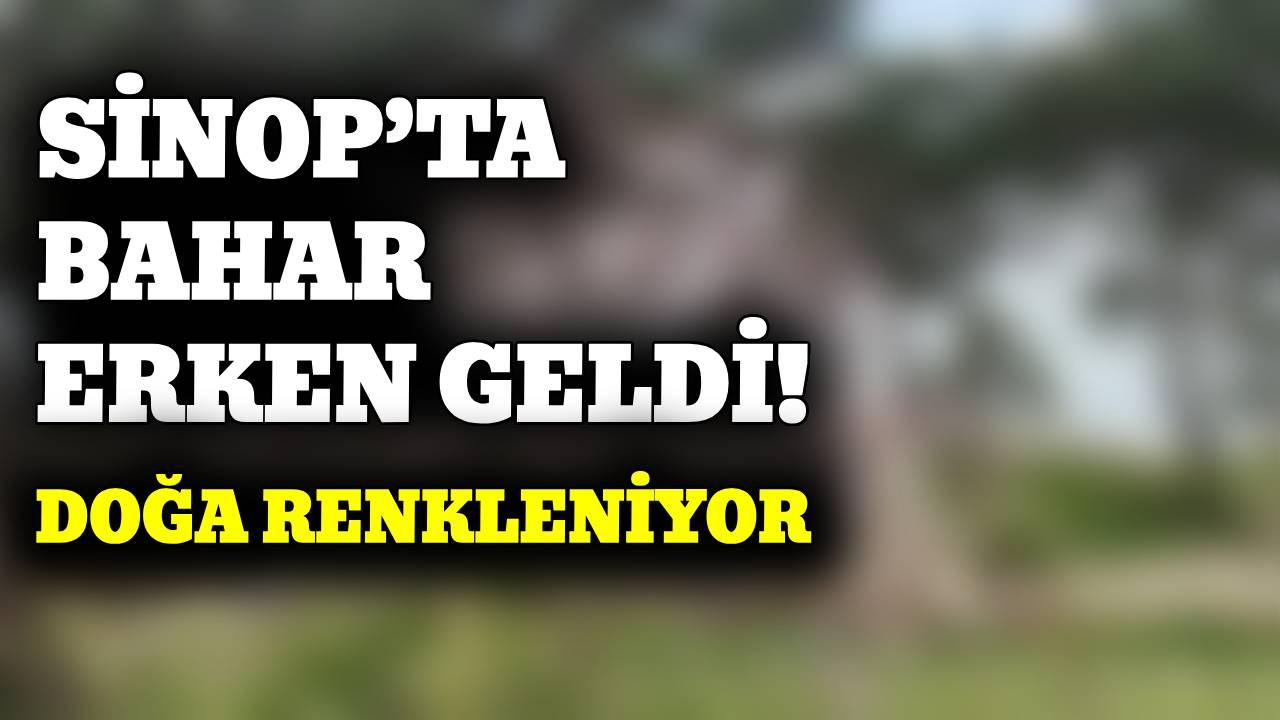 Sinop’ta baharın ilk izleri kartpostallık görüntüler oluşturdu