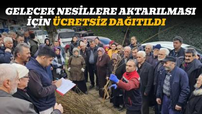 Sinop'ta 900 fırıncık armudu fidanı dağıtıldı