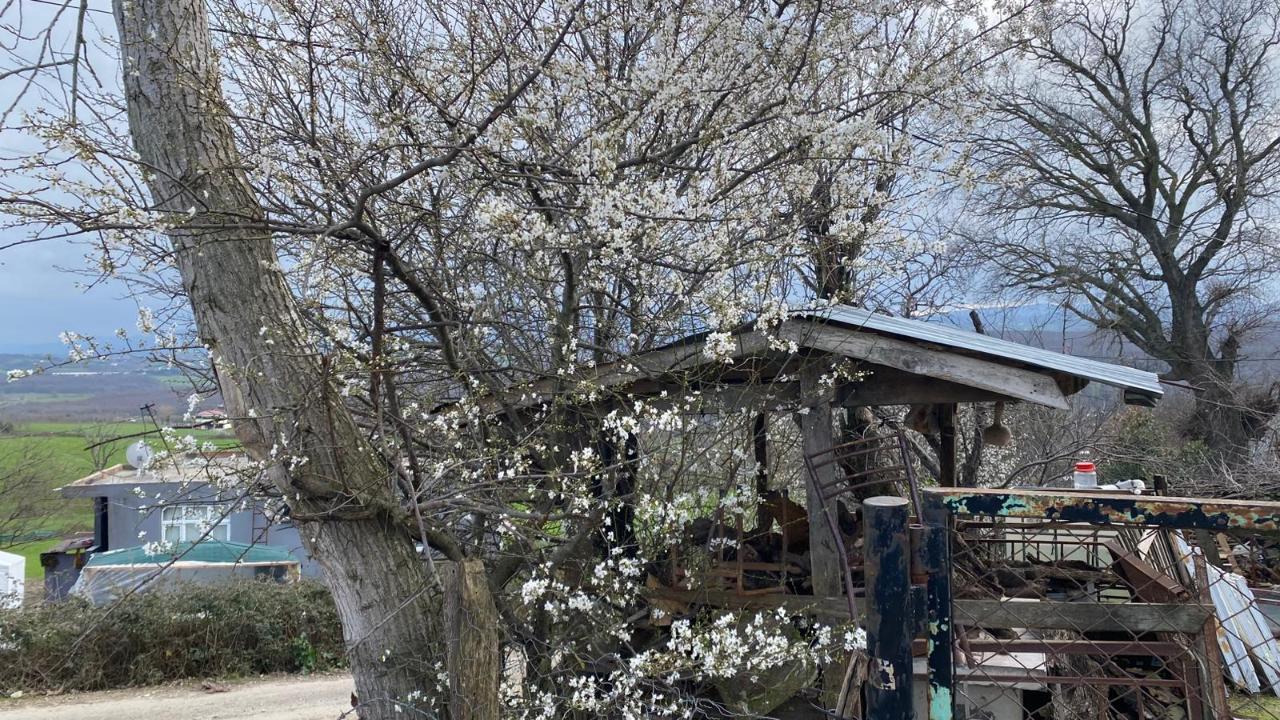 Sinop'ta bahar erken geldi