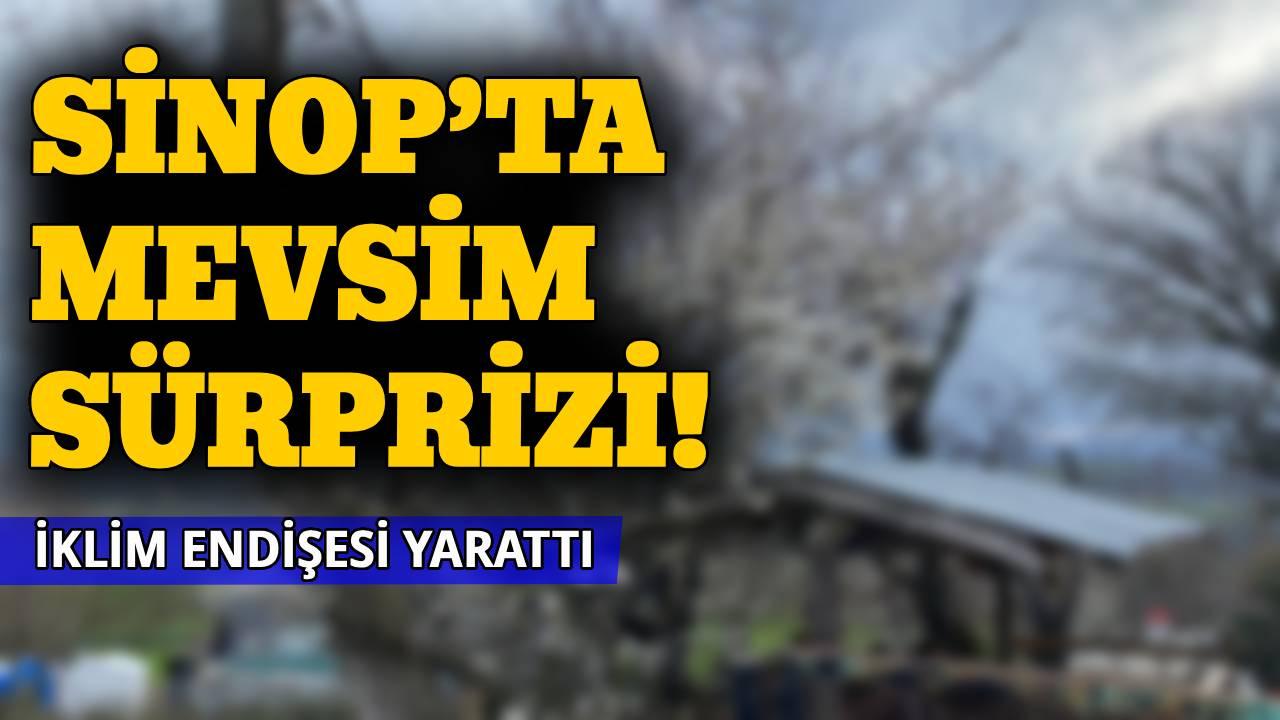 Sinop'ta bahar erken geldi