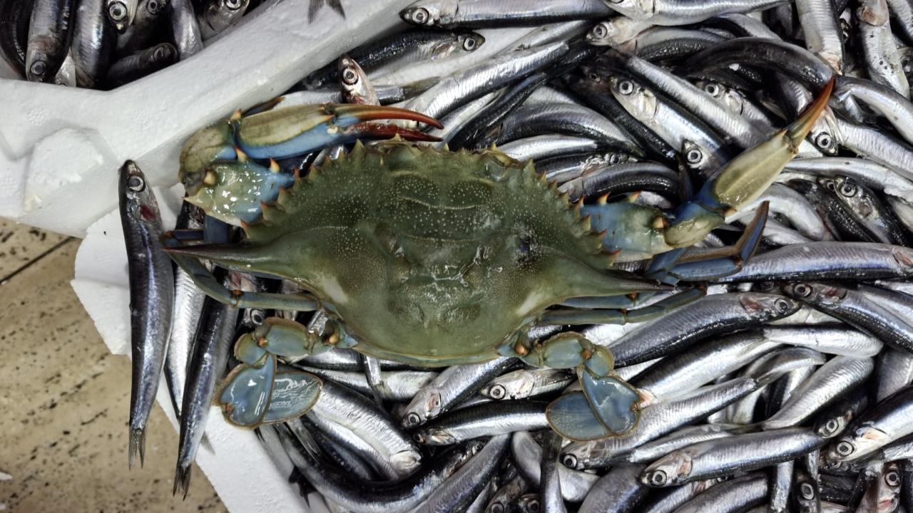 Sinop'ta denize açılan balıkçıların ağına 2 mavi yengeç takıldı