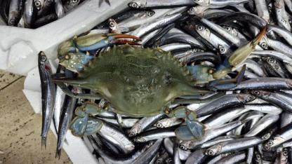 Sinop'ta denize açılan balıkçıların ağına 2 mavi yengeç takıldı