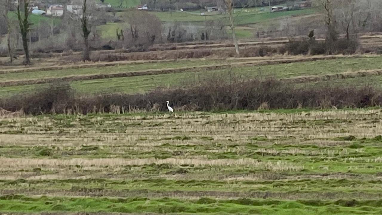 Sinop’ta görüntülendi