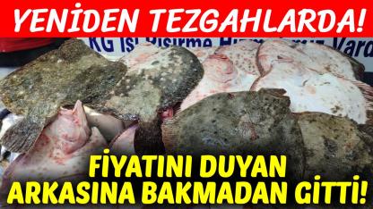 Sinop'ta kalkan balığının fiyatı dudak uçuklattı