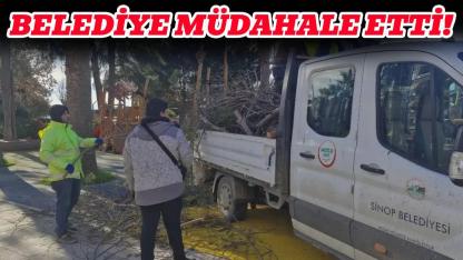 Sinop’ta parklarda tehlike oluşturan ağaçlar budanıyor