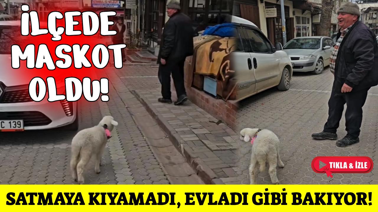 Sinop’ta sahibinin peşini bırakmayan kuzu maskot haline geldi