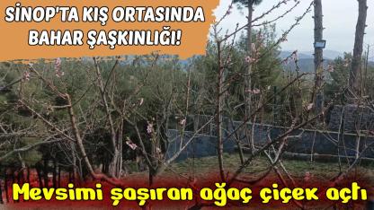 Sinop'ta şeftali ağacı 'Yalancı Bahara' aldandı