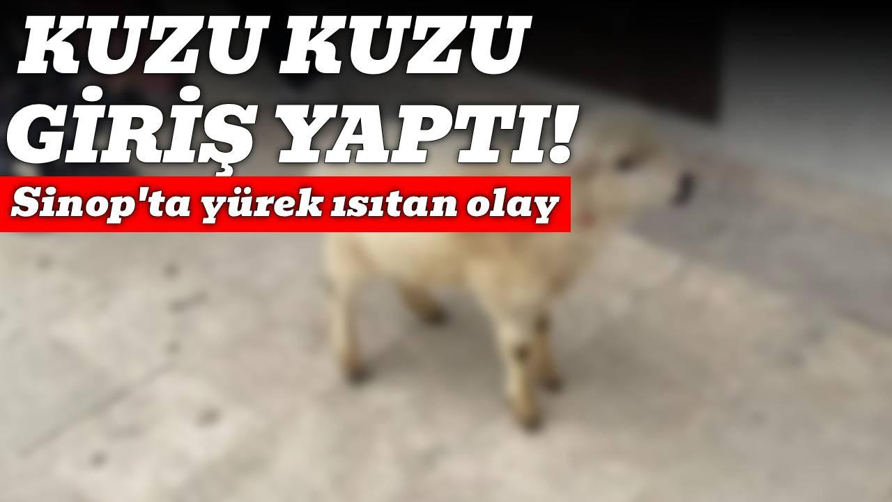 Sinop'ta şok eden olay: Sahibini bir an bile yalnız bırakmadı
