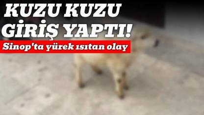 Sinop'ta şok eden olay: Sahibini bir an bile yalnız bırakmadı