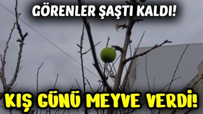 Sinop'ta Şubat ayında çiçek açan erik ağacı şaşırttı