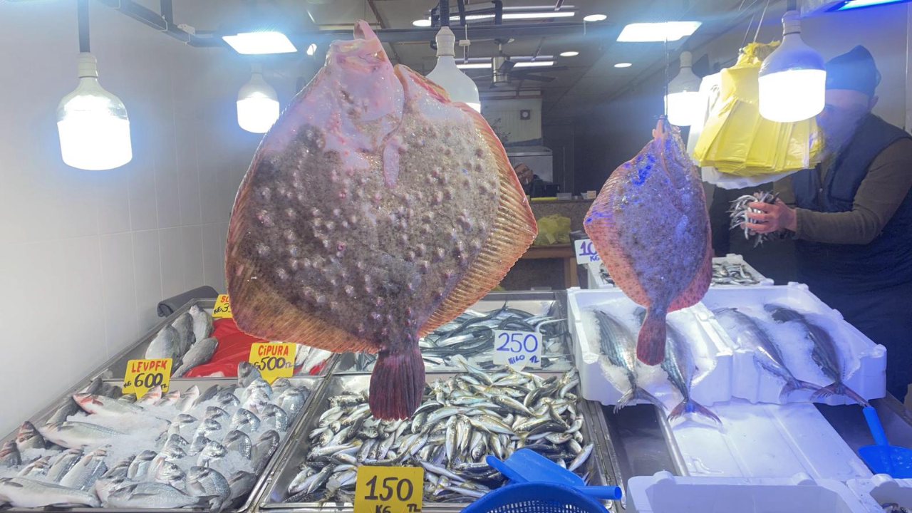 Tezgahlarda kalkan balığı ilgi odağı oldu