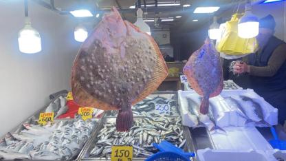 Tezgahlarda kalkan balığı ilgi odağı oldu