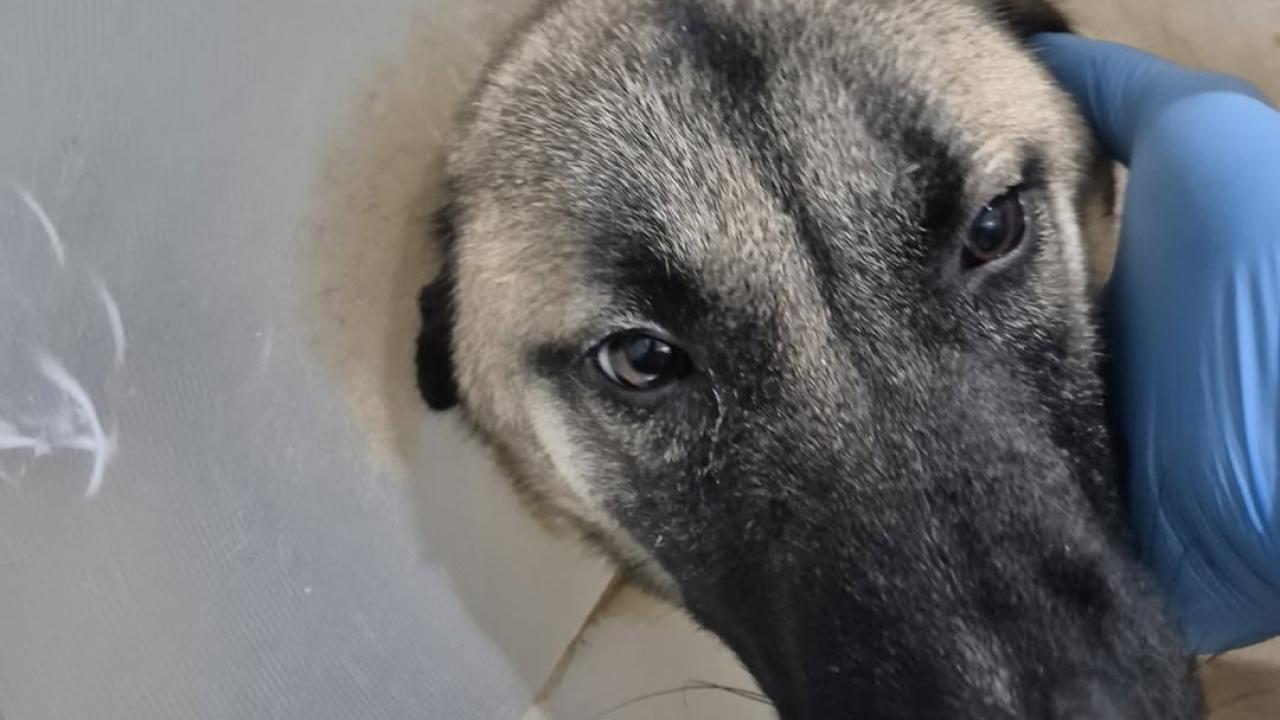 Yol ortasında kurtarıldı, şimdi yeni ailesini bekliyor