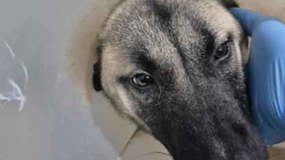 Yol ortasında kurtarıldı, şimdi yeni ailesini bekliyor