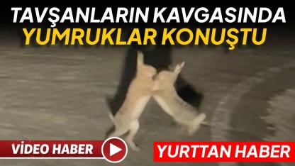 Anlaşamayan tavşanlar birbirine girdi