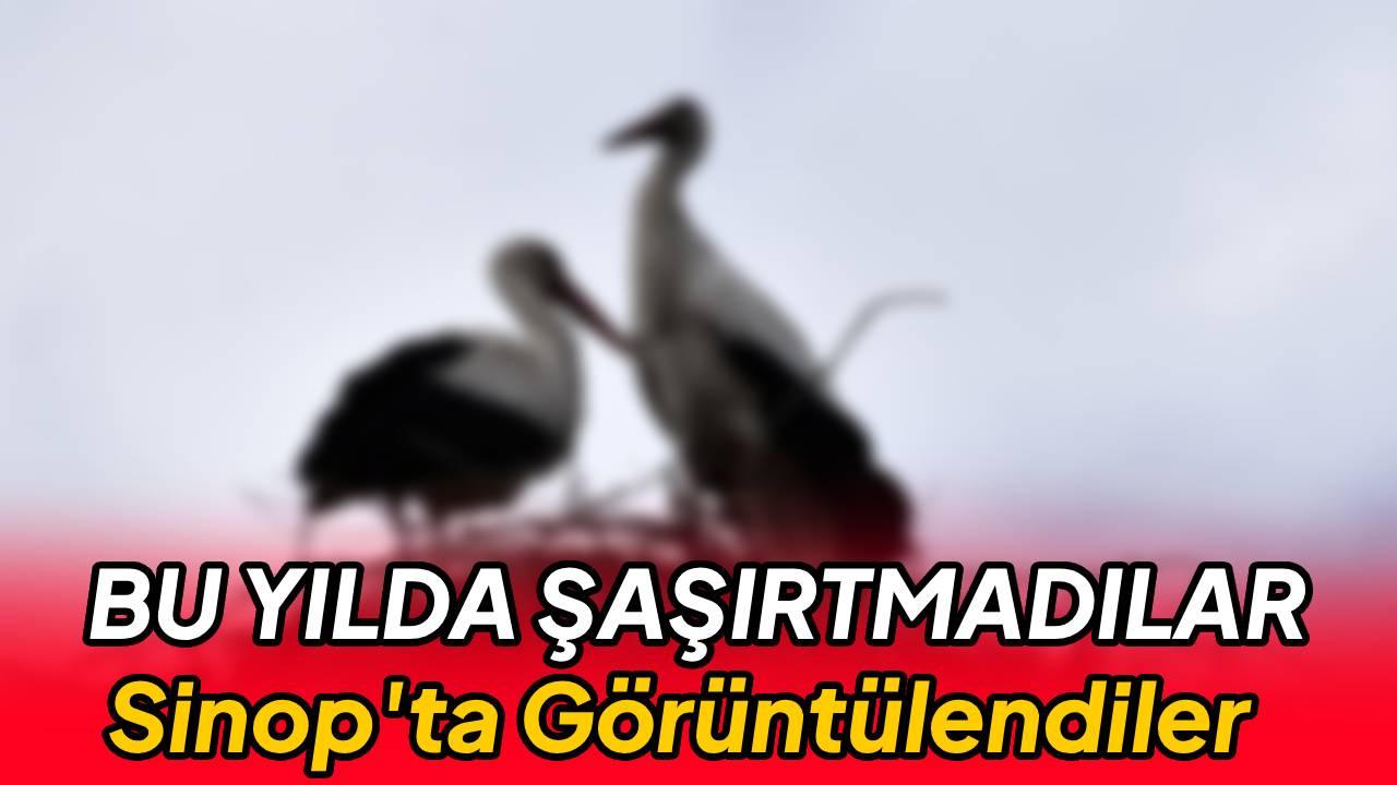 "Baharın habercisi" leylekler Sinop'taki Cuma Ovası'na gelmeye başladı