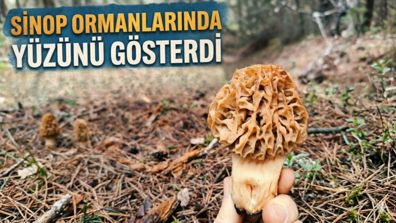 Baharın müjdecisi kuzu göbeği Sinop ormanlarında gün yüzüne çıktı