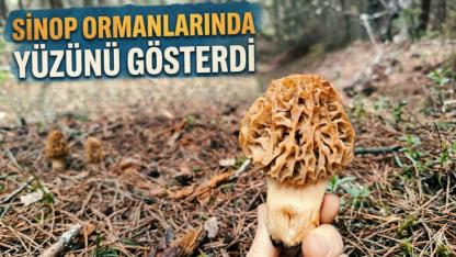 Baharın müjdecisi kuzu göbeği Sinop ormanlarında gün yüzüne çıktı
