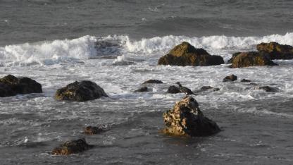 Deniz kuşlarının gözdesi Sinop’ta