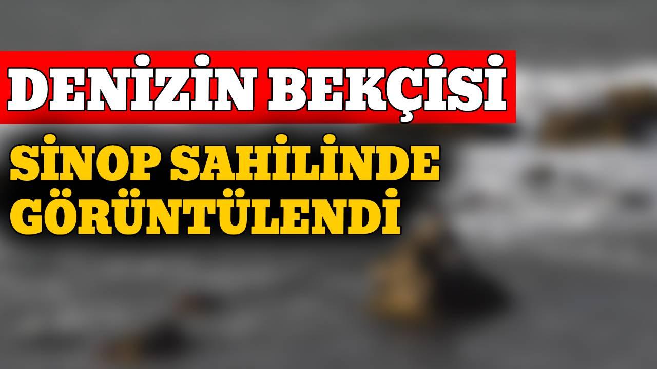 Deniz kuşlarının gözdesi Sinop’ta