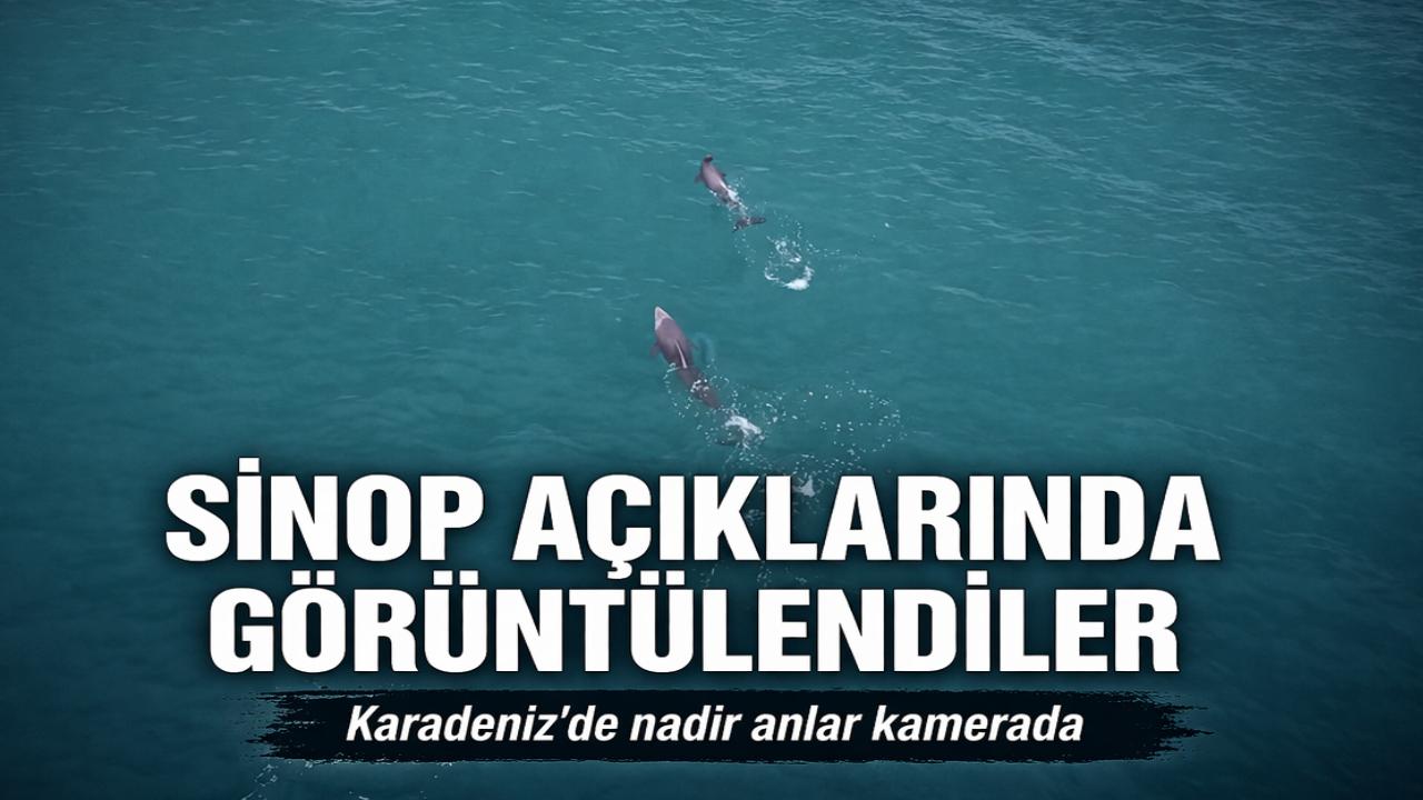 Denizin sevimli canlıları Sinop açıklarında dronla görüntülendi