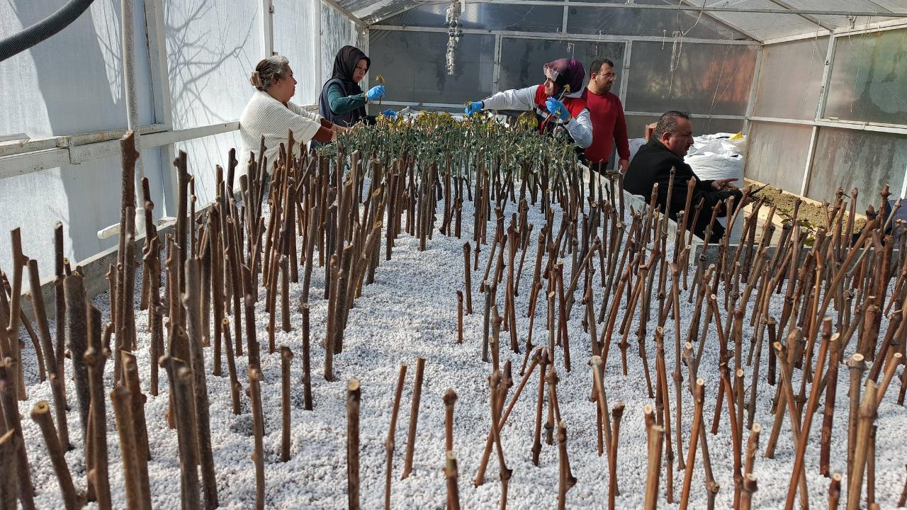 Gerze’de yerel meyve çeşitleri çelikleme yöntemiyle geleceğe taşınıyor