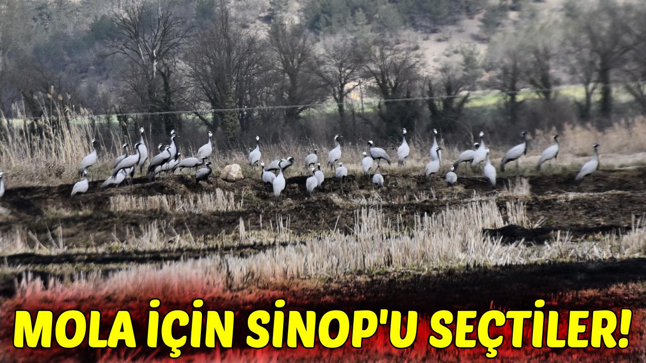 Göç yolundaki turnalar, Sinop'ta mola verdi