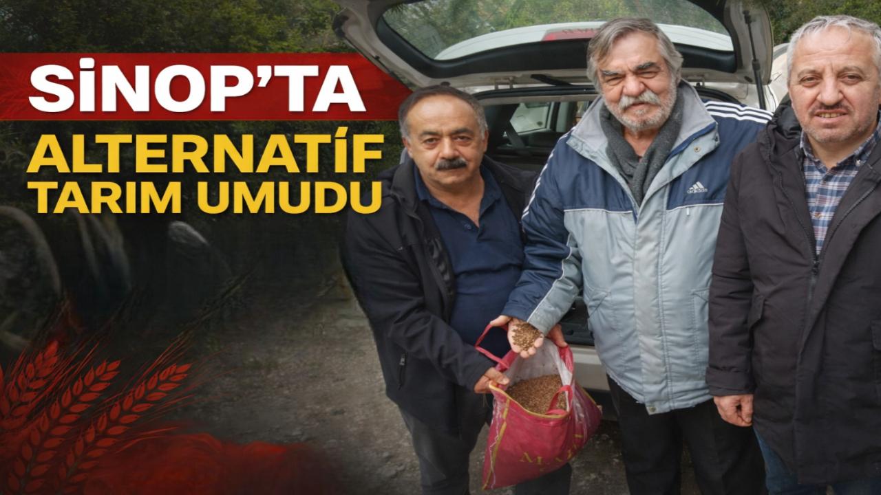 Karabuğday ve çavdar Sinop'ta umut oldu