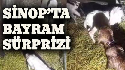 Keçi dördüz yavruladı, üretici sevinç yaşadı