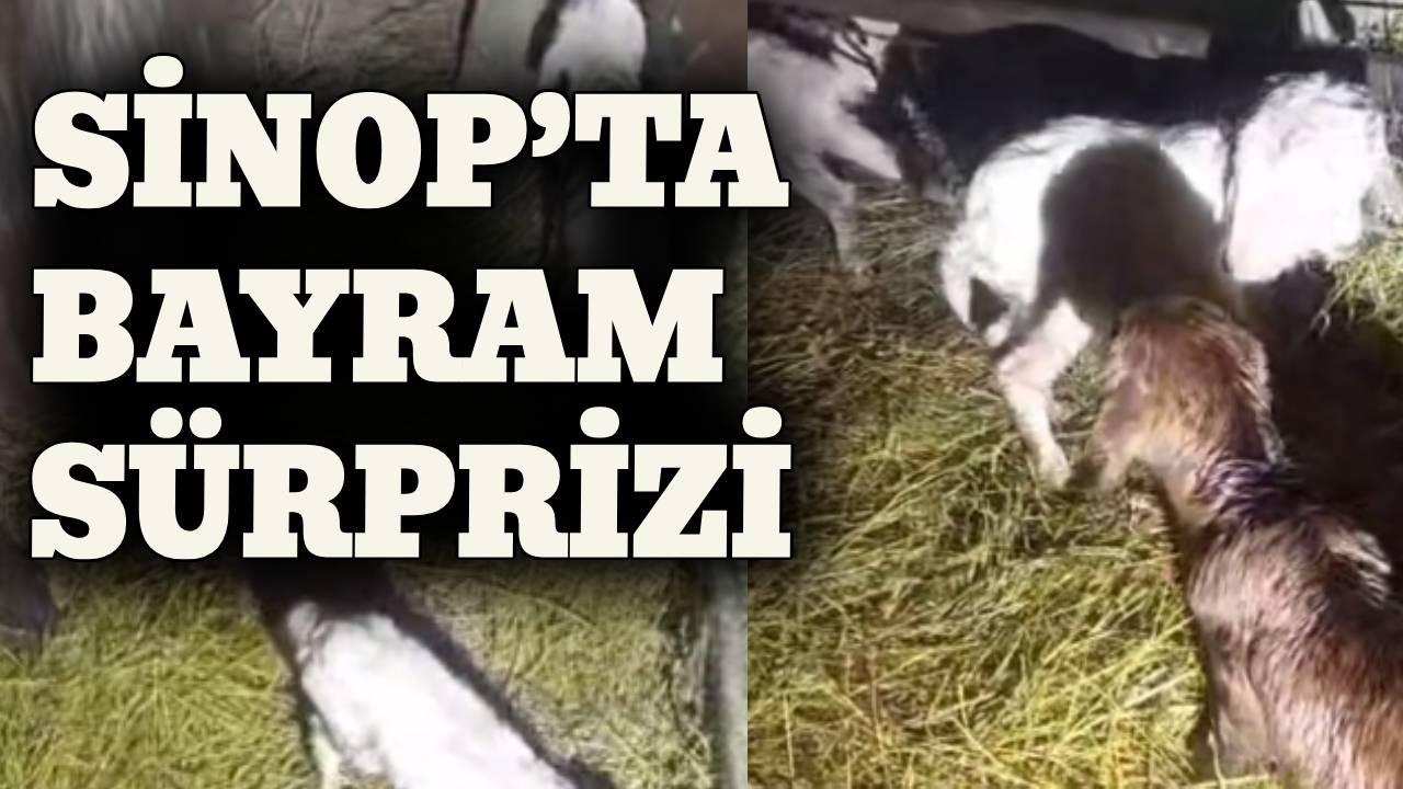 Keçi dördüz yavruladı, üretici sevinç yaşadı