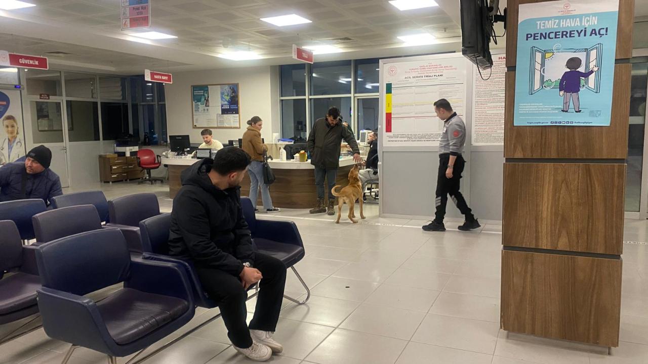 Kedinin keyfi, köpeğin gezintisi