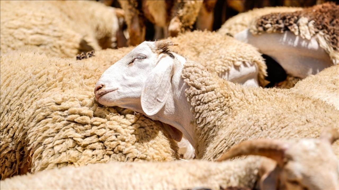 Kırsalda Bereket Küçükbaş Hayvancılığa Destek Projesi'ne başvurular başlıyor