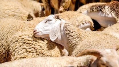 Kırsalda Bereket Küçükbaş Hayvancılığa Destek Projesi'ne başvurular başlıyor