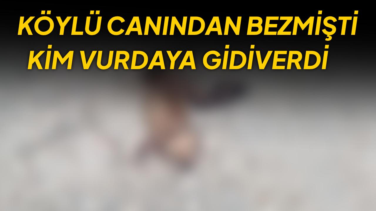 Köylülerin korkulu rüyası telef oldu