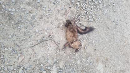 Köylülerin korkulu rüyası telef oldu