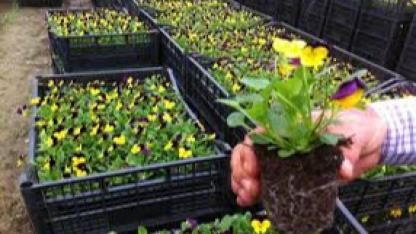 MEVSİMLİK (YAZLIK) ÇİÇEK MAL ALIM İŞİ