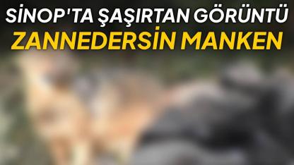 Objektifi görünce istifini bozmadı