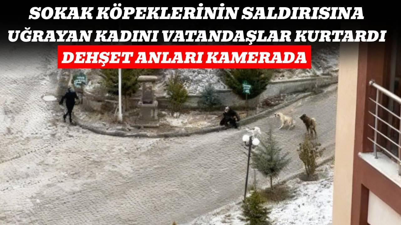 Sokak köpeklerinin saldırısına uğrayan kadını vatandaşlar kurtardı: O anlar kamerada