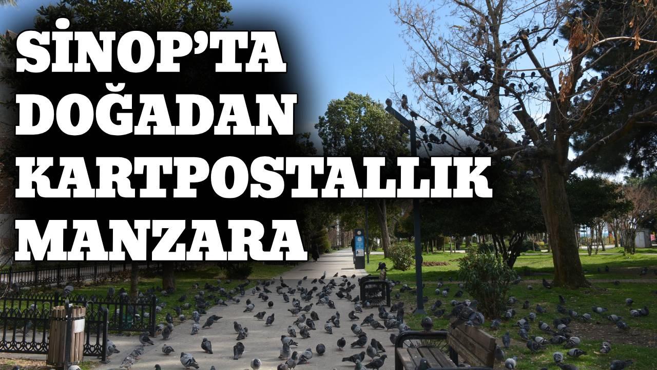 Kuşların görsel şöleni