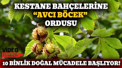Sinop’ta 10 bin avcı böcek görevde