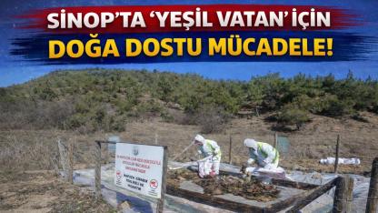 Sinop ormanlarında zararlılara karşı biyolojik savaş