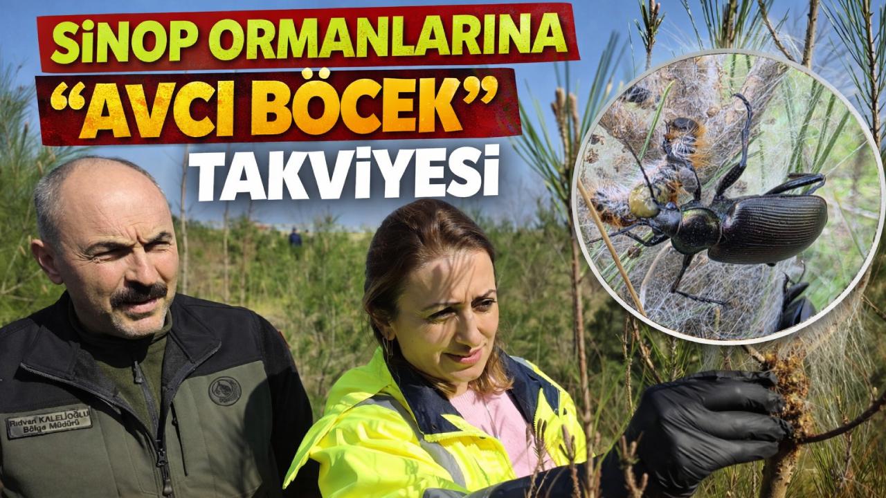 Sinop'ta avcı böcekler doğaya salındı