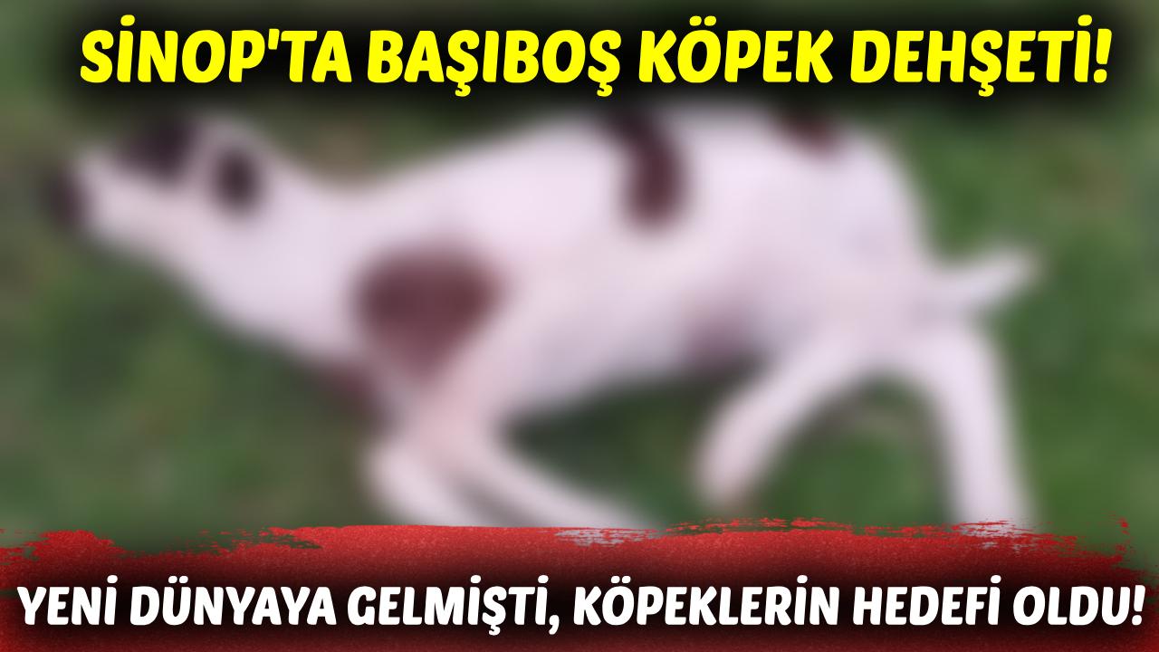 Sinop'ta başıboş köpekler kuzuyu telef etti