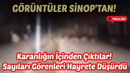 Sinop’ta çakal sürüsü kameralara yansıdı